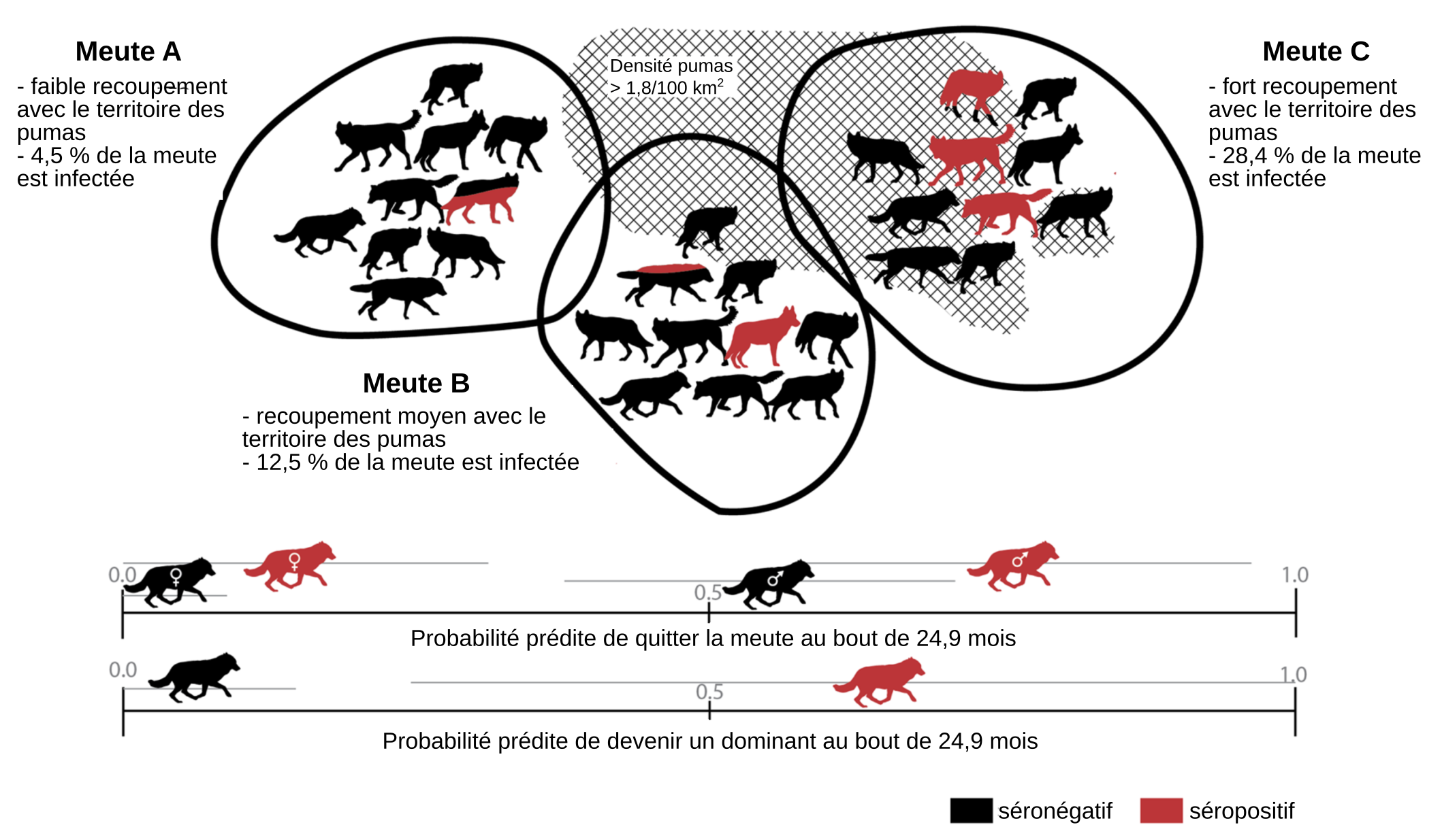 l-agent-de-la-toxoplasmose-modifie-le-comportement-des-loups-de